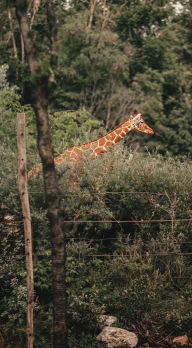 kruger